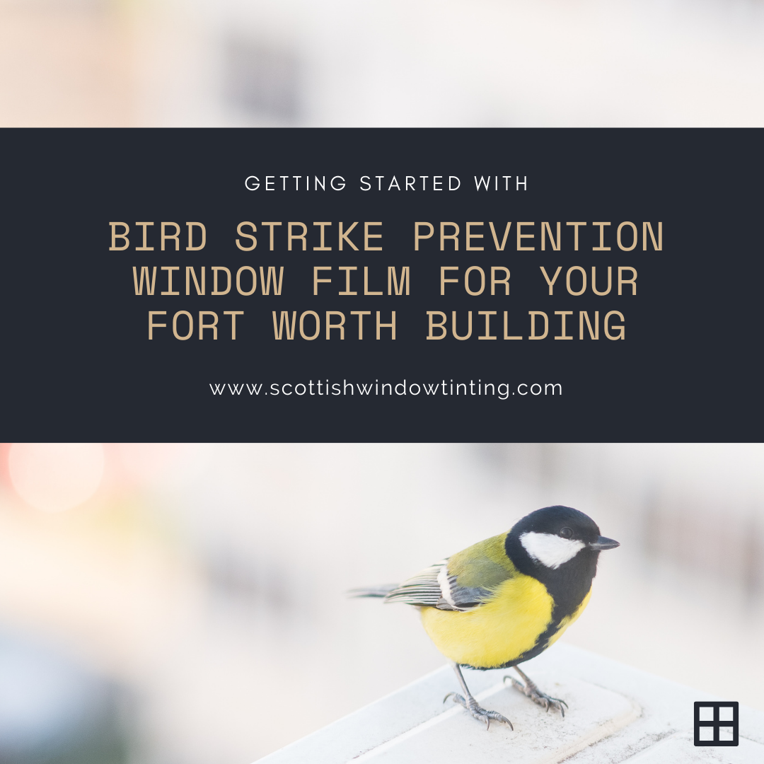 Getting Started with Bird Strike Prevention Window Film for your Fort Worth Building
