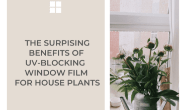 The Truth Unveiled: UV Blocking Window Film and Your Indoor Plants